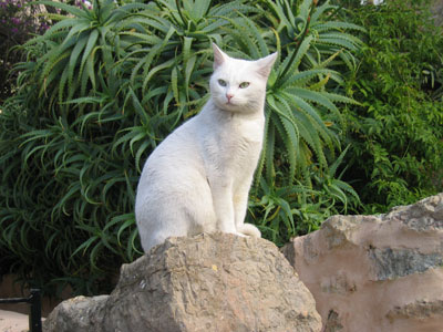 デイアの白ネコ