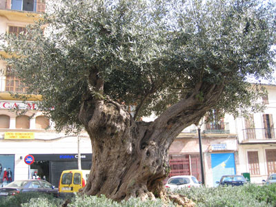 マナコール教会の前にあるオリーブの木