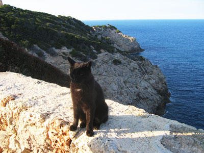 黒猫さんと海